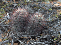 Austrocactus patagonicus