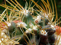 Austrocactus philippii