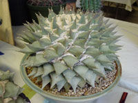 Ariocarpus retusus