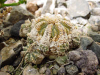 Aztekium ritteri