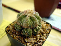 Aztekium ritteri