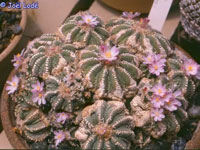 Aztekium ritteri