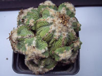 Aztekium ritteri