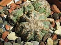 Aztekium ritteri