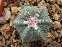 Aztekium ritteri