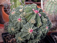 Aztekium ritteri