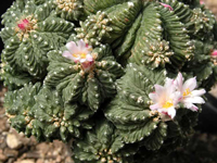 Aztekium ritteri