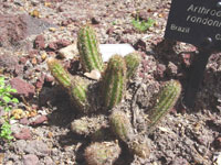 Arthrocereus rondonianus