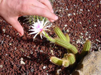 Arthrocereus rondonianus