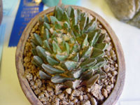 Ariocarpus scaphirostris