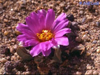 Ariocarpus scaphirostris