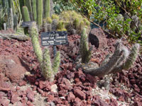 Austrocylindropuntia shaferi