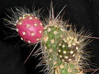 Austrocylindropuntia shaferi