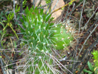 Austrocylindropuntia shaferi