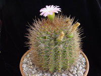 Acanthocalycium spiniflorum