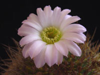 Acanthocalycium spiniflorum