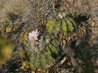 Acanthocalycium spiniflorum