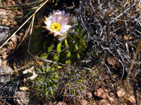 Acanthocalycium spiniflorum