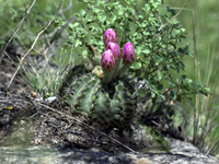 Acanthocalycium spiniflorum