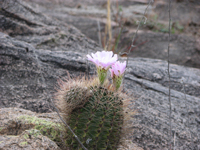 Acanthocalycium spiniflorum