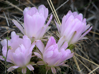 Acanthocalycium spiniflorum