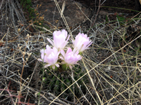 Acanthocalycium spiniflorum