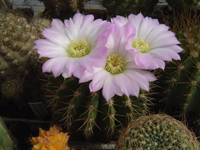 Acanthocalycium spiniflorum