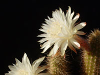 Arthrocereus spinosissimus