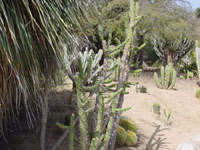 Austrocylindropuntia subulata