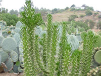 Austrocylindropuntia subulata