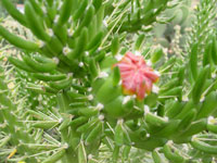 Austrocylindropuntia subulata