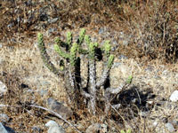 Austrocylindropuntia subulata