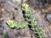 Austrocylindropuntia subulata