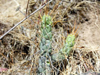 Austrocylindropuntia subulata