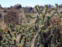 Austrocylindropuntia subulata