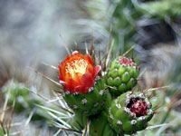 Austrocylindropuntia subulata