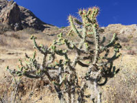 Austrocylindropuntia subulata