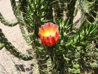 Austrocylindropuntia subulata