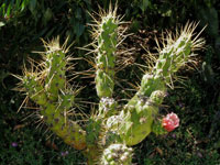 Austrocylindropuntia subulata