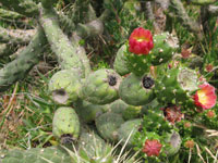 Austrocylindropuntia subulata