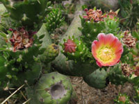 Austrocylindropuntia subulata