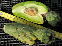 Austrocylindropuntia subulata