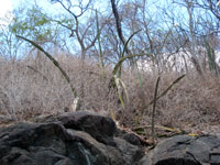 Acanthocereus tetragonus