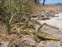 Acanthocereus tetragonus