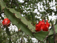 Acanthocereus tetragonus