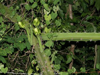 Acanthocereus tetragonus