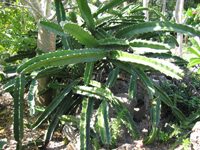 Acanthocereus tetragonus