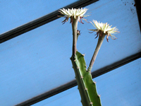 Acanthocereus tetragonus