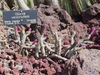 Austrocylindropuntia verschaffeltii