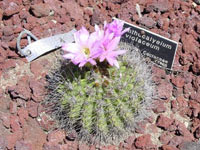 Acanthocalycium spiniflorum